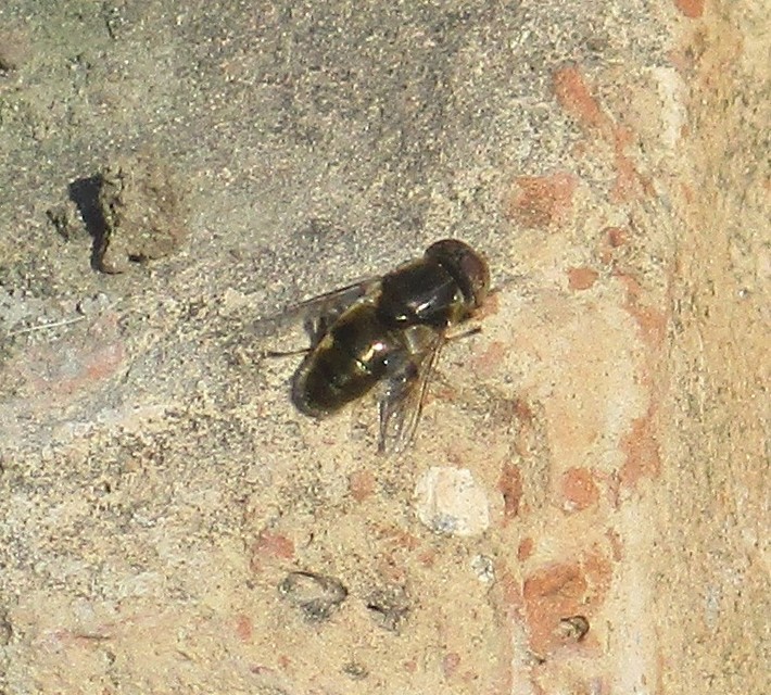 Eristalinus