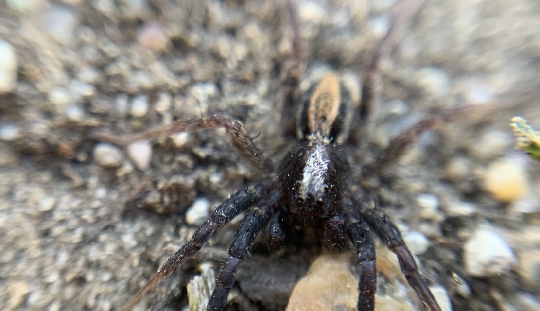 Alopecosa aculeata