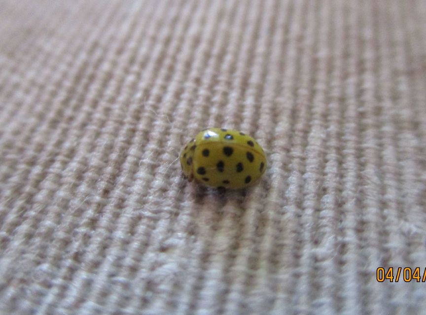 Psyllobora vigintiduopunctata - huszonkétpettyes katica