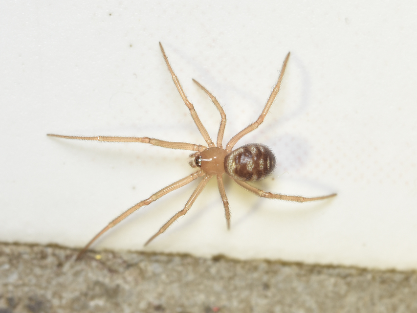 Steatoda grossa - nagy faggyúpók