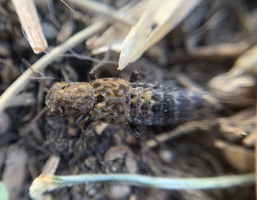 Ontholestes murinus - márványos holyva