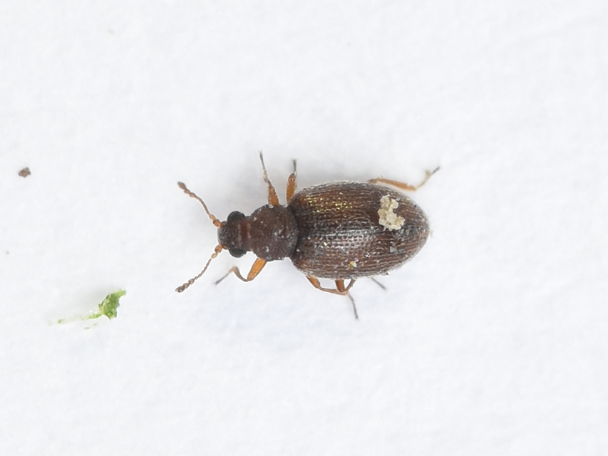 Latridiidae - pudvabogárfélék Latridiidae - pudvabogárfélék