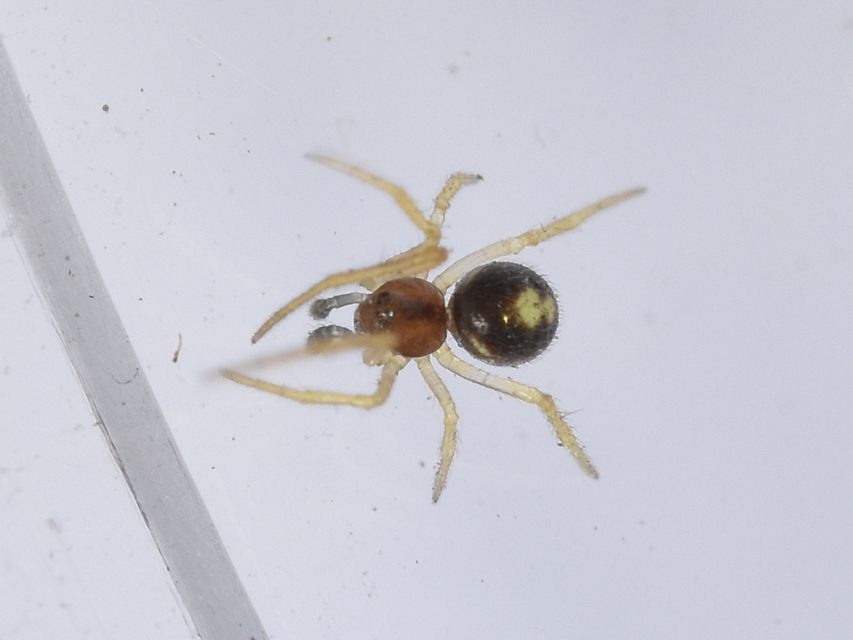 Neottiura bimaculata - dudva törpepók