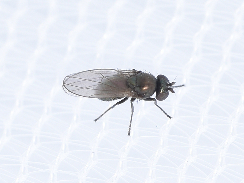 Ephydridae - vízilegyek
