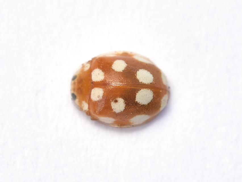Vibidia duodecimguttata - tizenkétcseppes füsskata