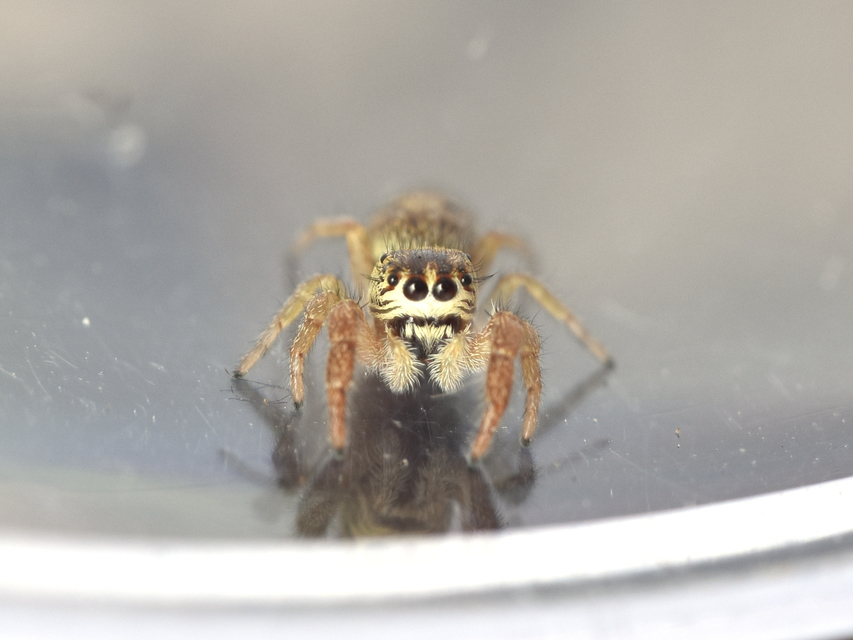 Macaroeris nidicolens - fészkes ugrópók