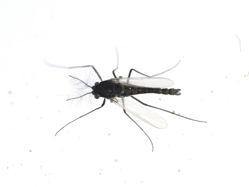 Chironomidae - árvaszúnyogok