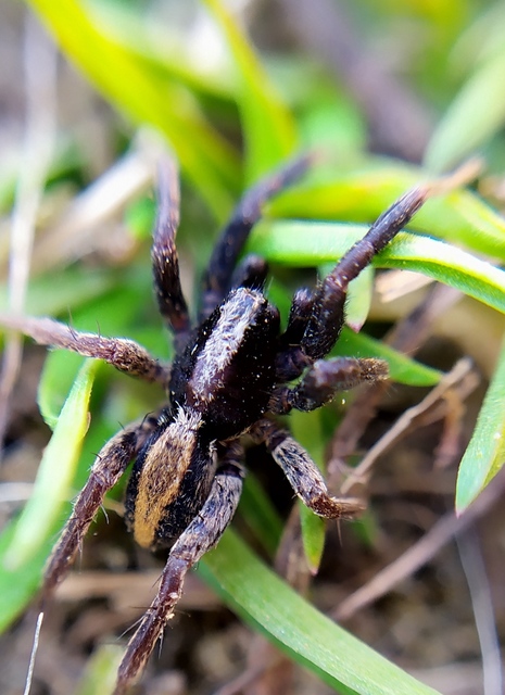 Alopecosa aculeata