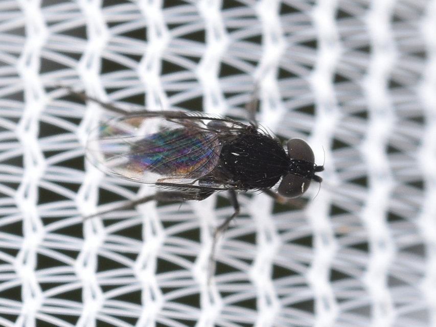 Phoridae - púposlégyfélék