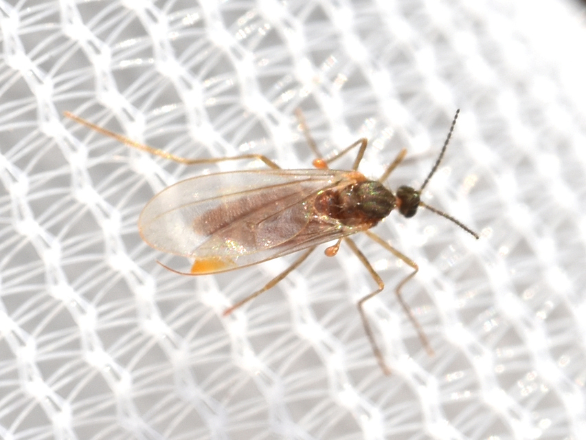 Cecidomyiidae - gubacsszúnyogok