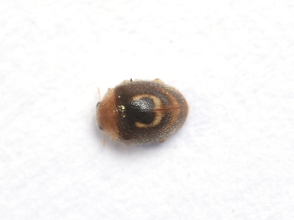 Clitostethus arcuatus - liszteske-bödice