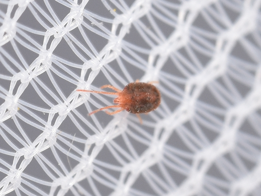 Bryobia