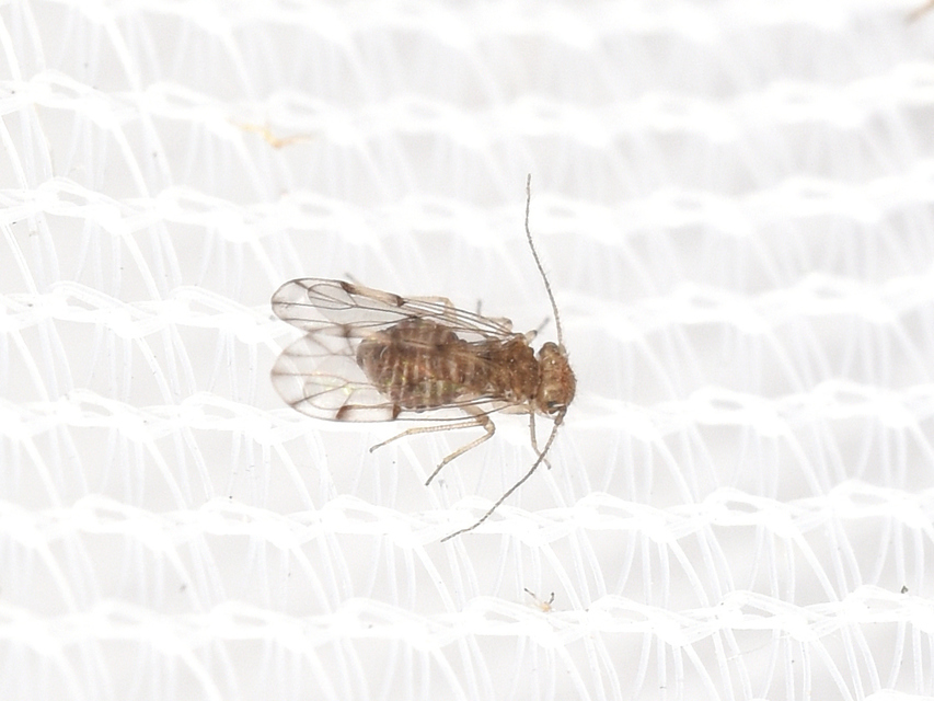 Ectopsocus