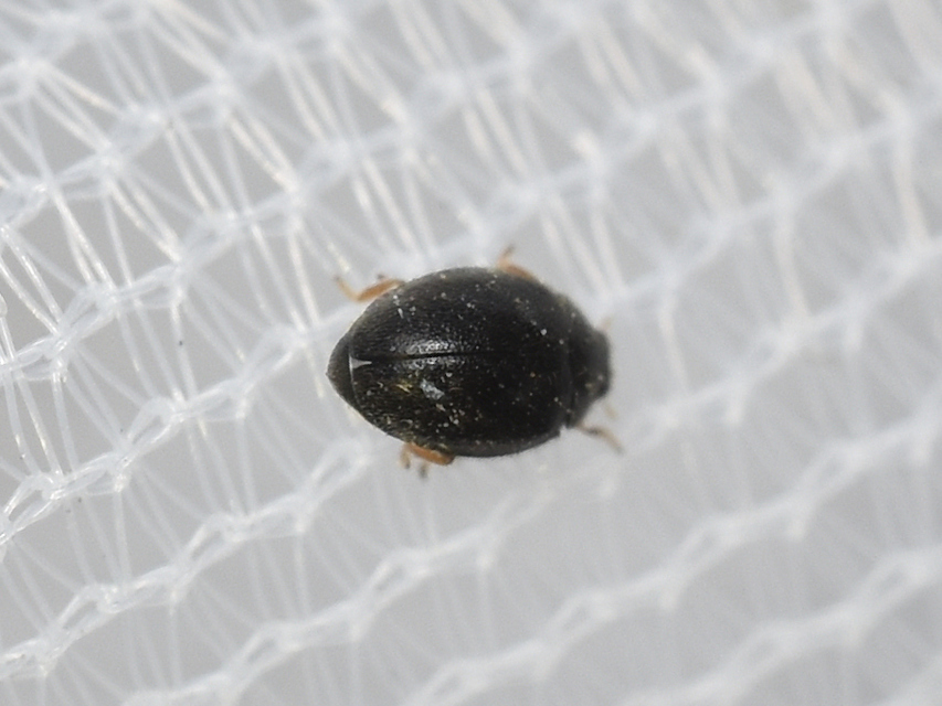 Scymnus