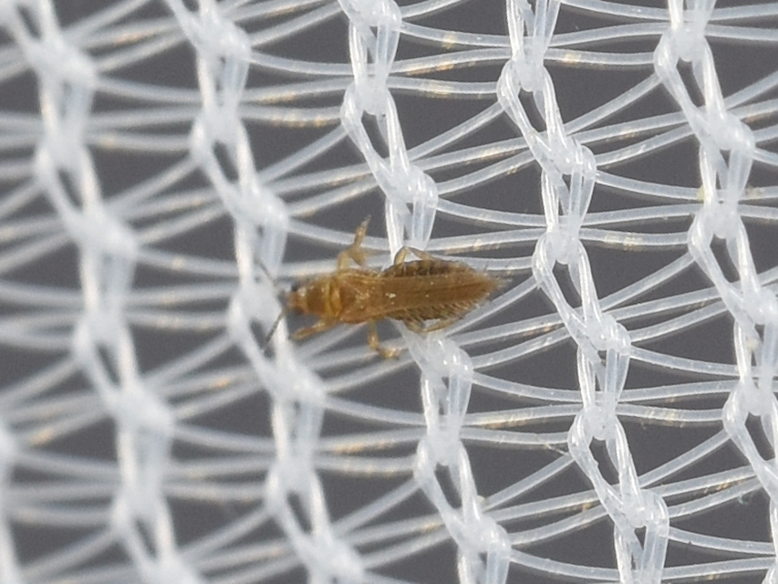 Thysanoptera - Tripszek