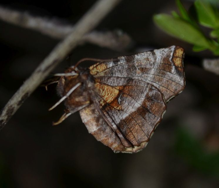 Selenia dentaria - kétfoltos holdasaraszoló