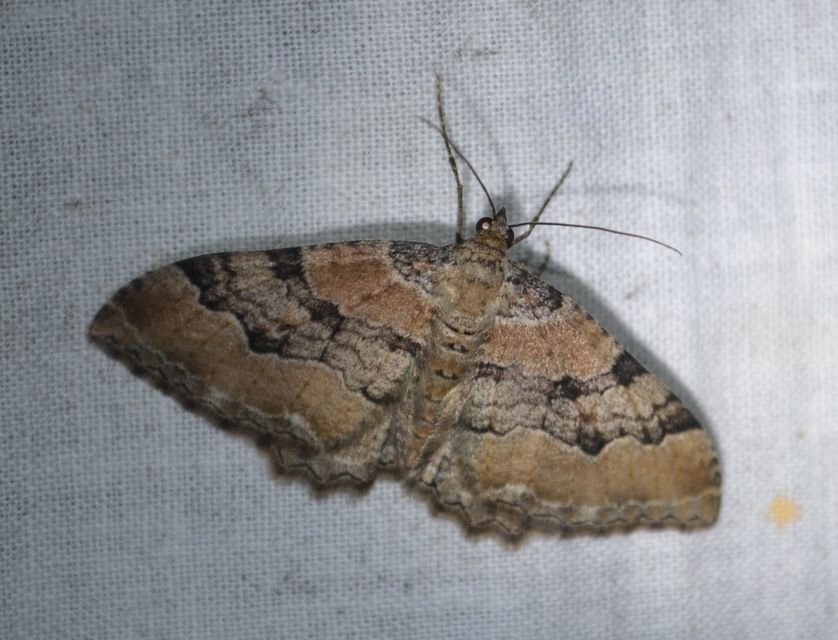 Hydria cervinalis - őzbarna araszoló