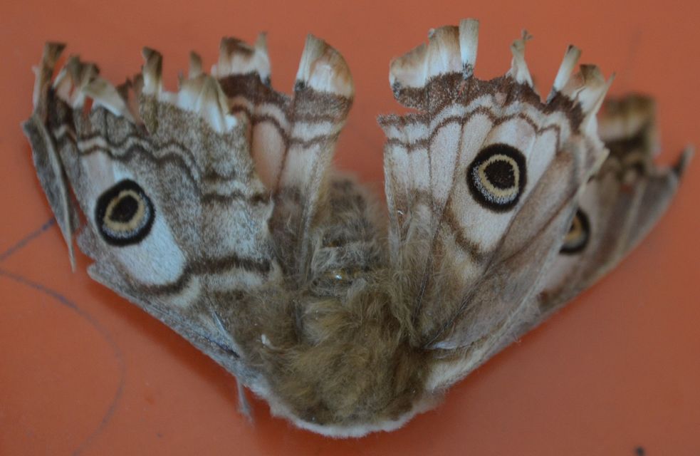 Saturnia pavoniella/pavonia Saturnia pavoniella/pavonia