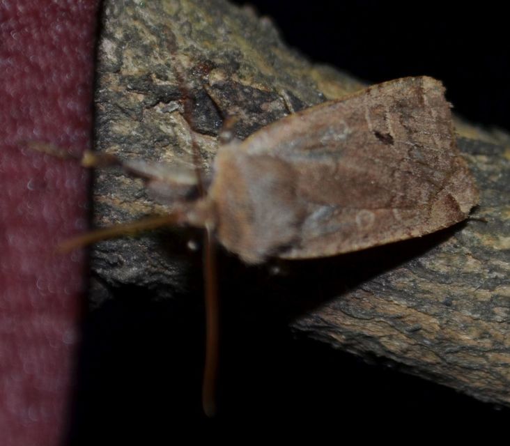 Conistra erythrocephala - vörösfejű őszibagoly