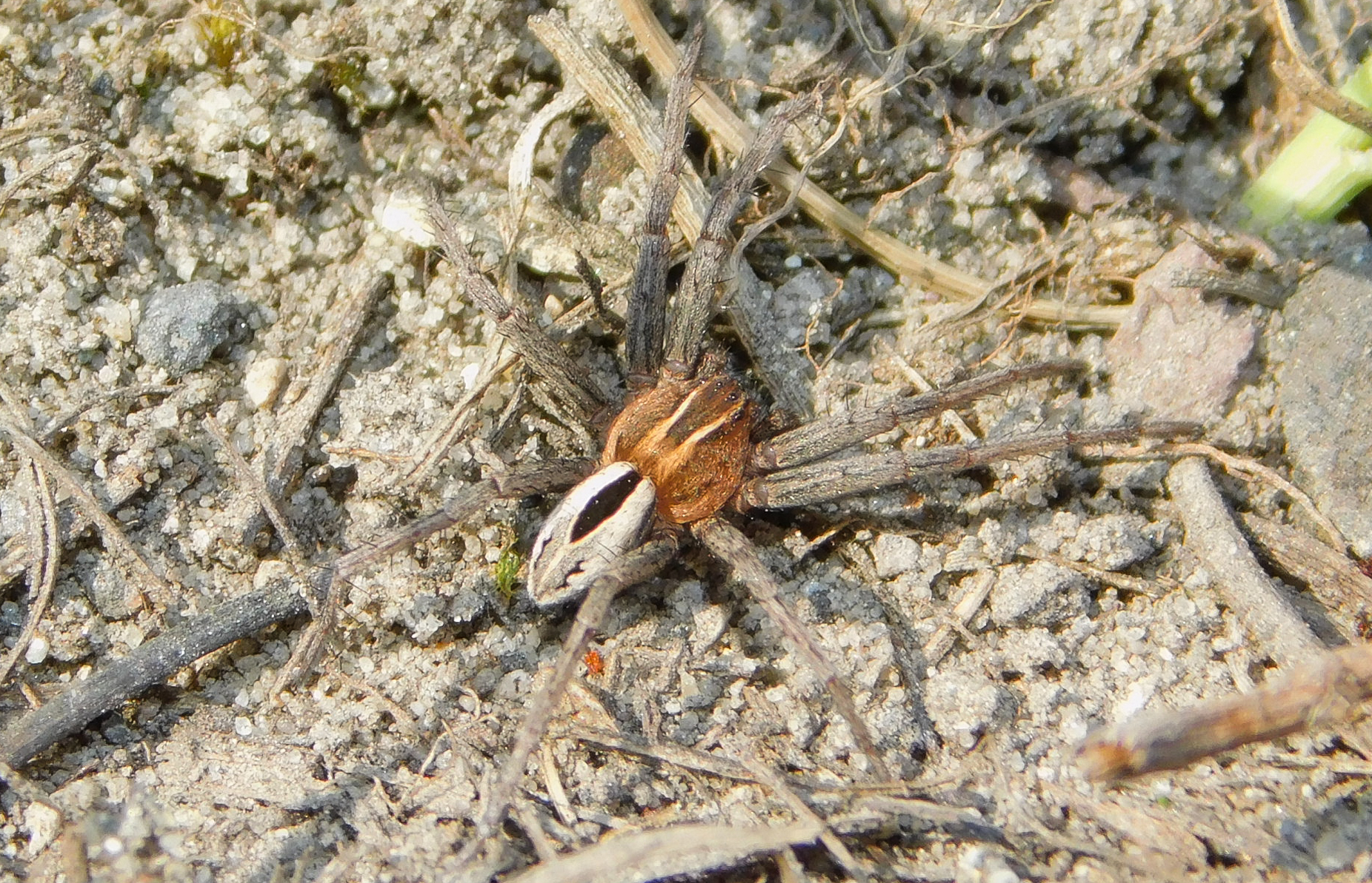 Thanatus arenarius