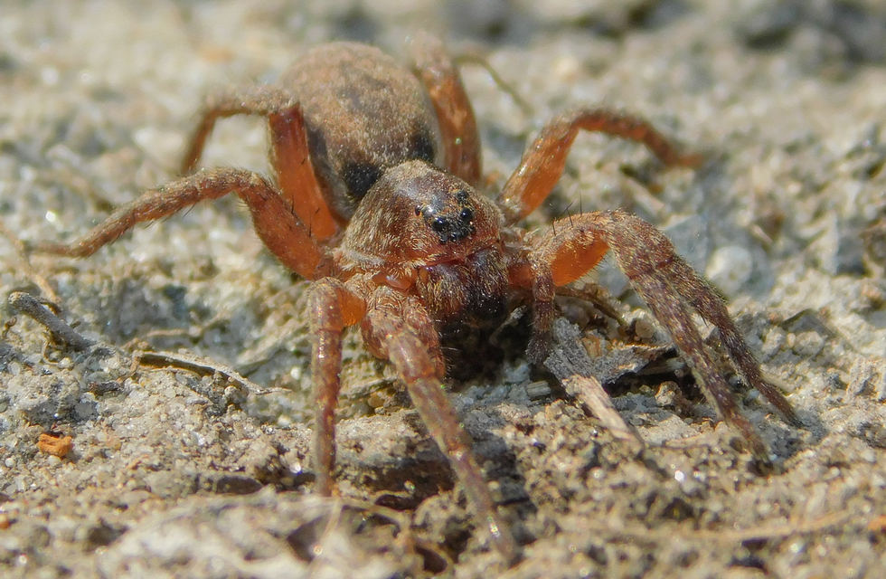 Alopecosa sulzeri