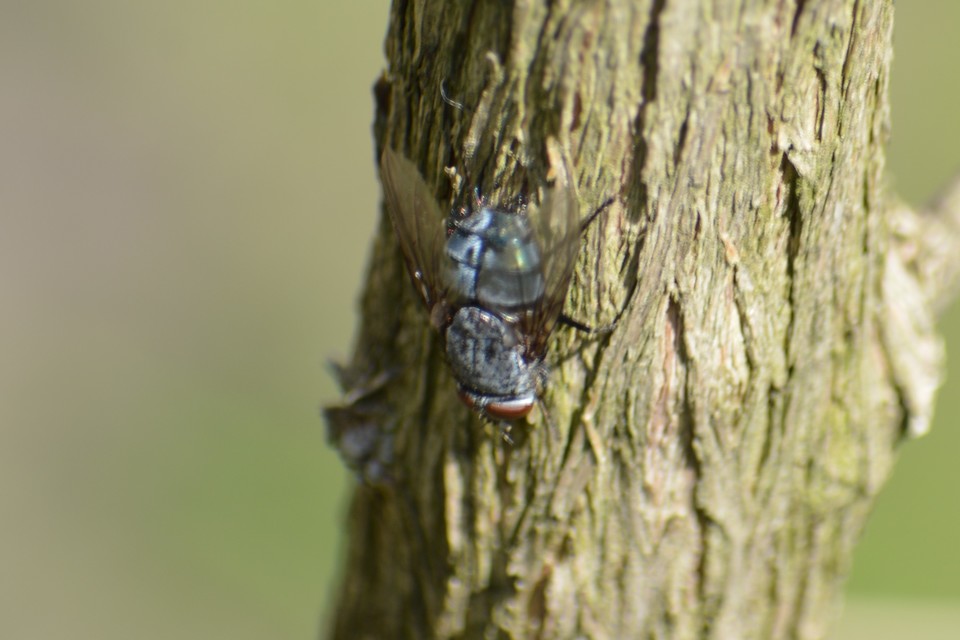 Calliphora