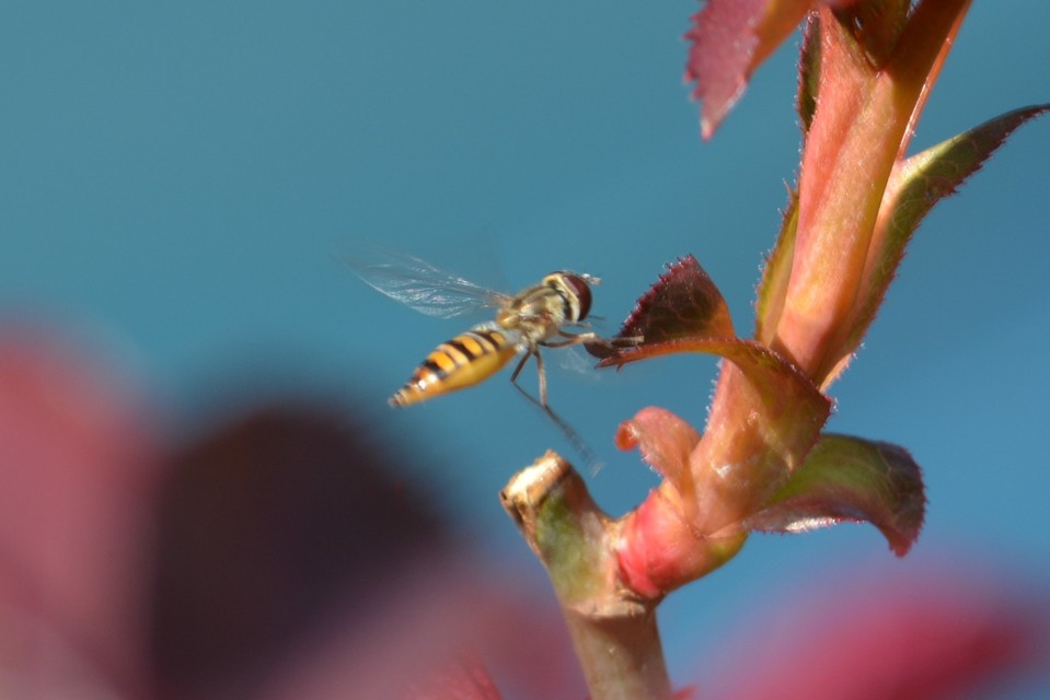 Episyrphus balteatus - ékfoltos zengőlégy