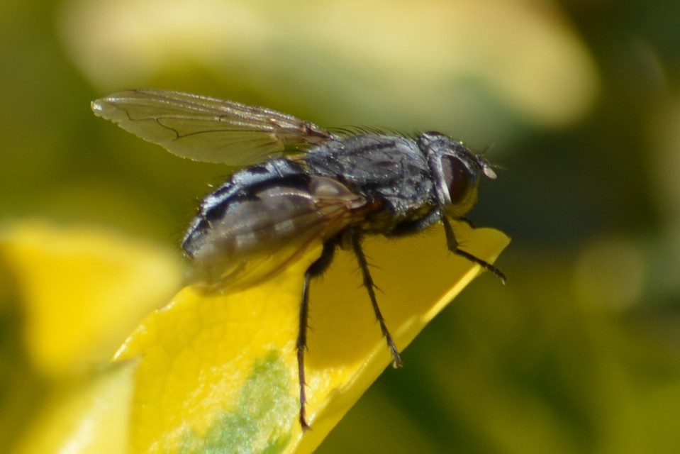 Calliphoridae - dongólegyek