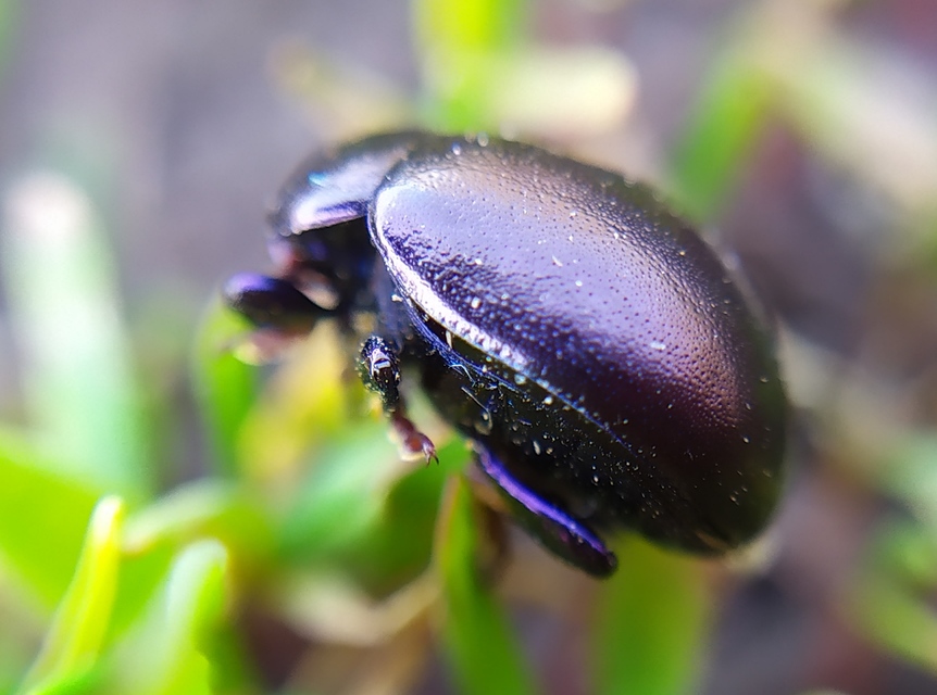 Chrysolina sturmi - vöröslábú levelész