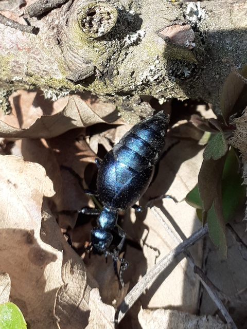 Meloe violaceus - kék nünüke