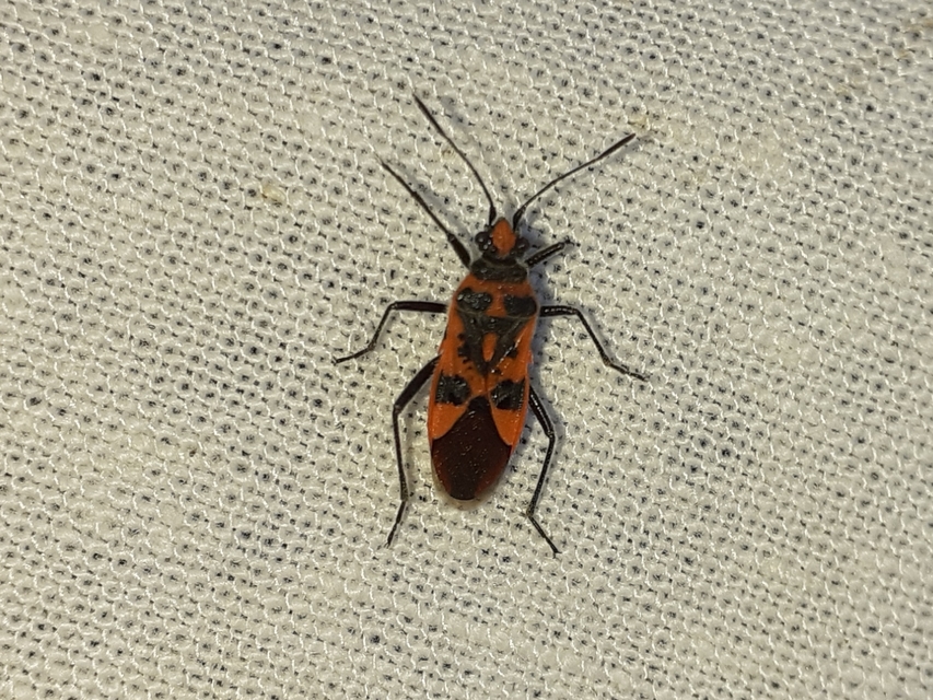 Corizus hyoscyami - piros karimáspoloska