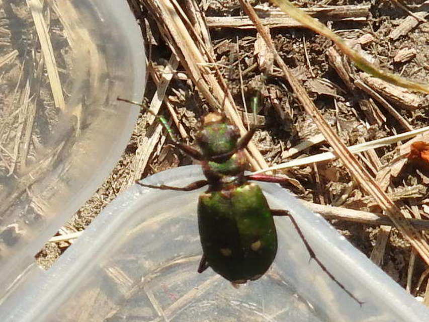 Cicindela campestris - mezei homokfutrinka