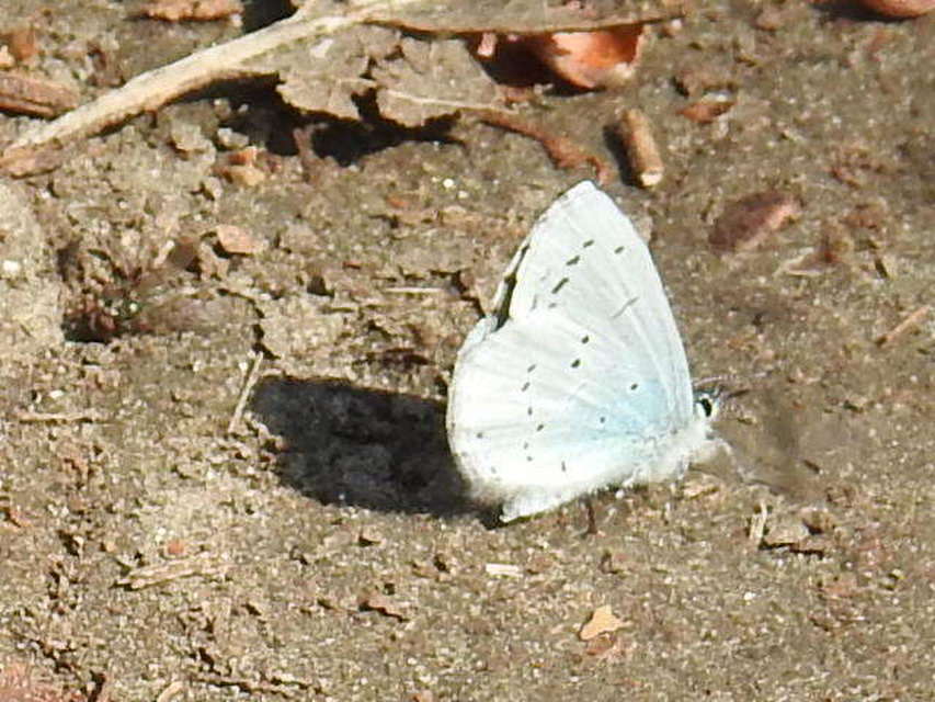 Celastrina argiolus - bengeboglárka