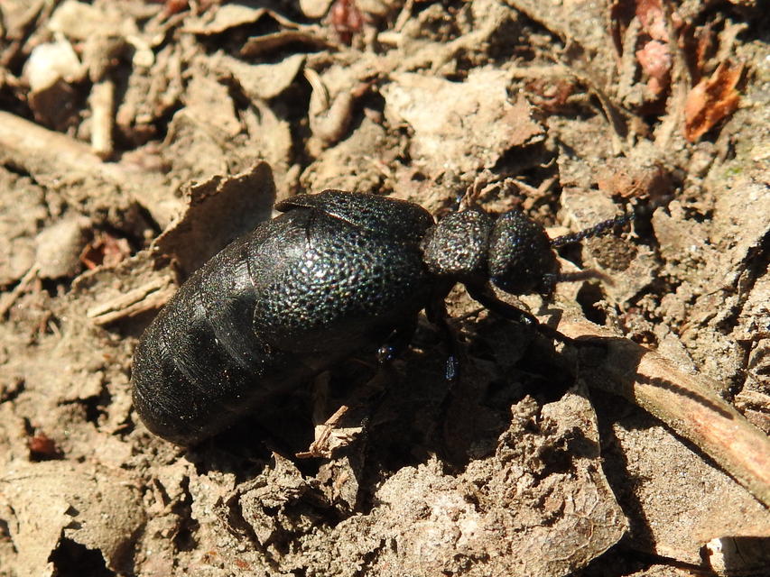 Meloe cicatricosus - óriásnünüke