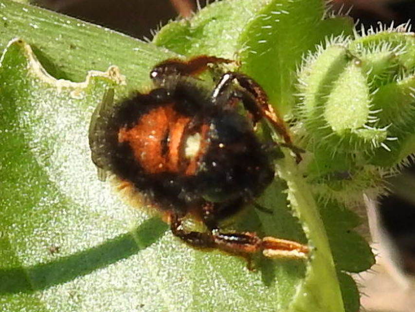 Megachilidae - művészméhek