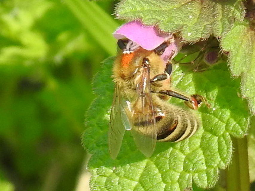 Apis mellifera - háziméh