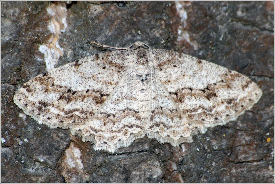 Ectropis crepuscularia - avararaszoló