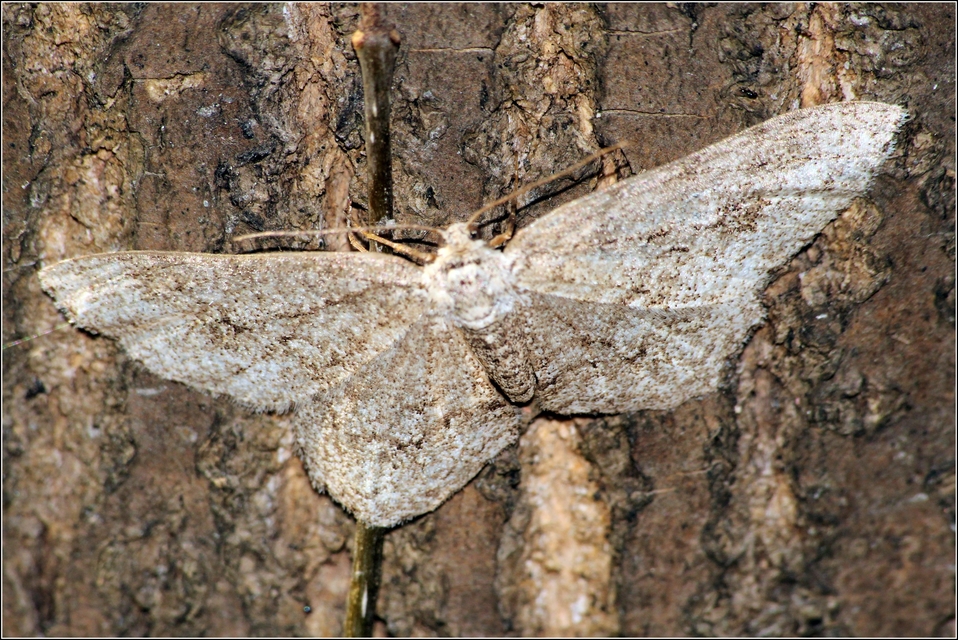 Ectropis crepuscularia - avararaszoló