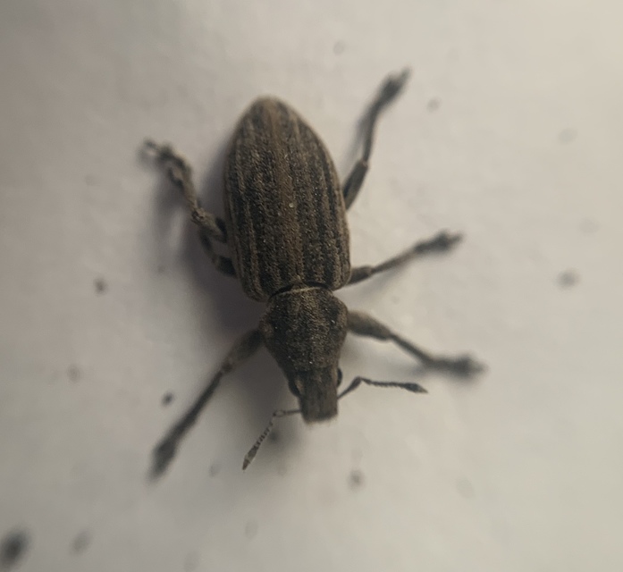 Tanymecus dilaticollis - kukorica-hegyesfarúbarkó