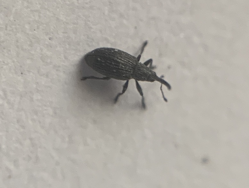 Catapion seniculus - lóhereszár-cickányormányos Catapion seniculus - lóhereszár-cickányormányos