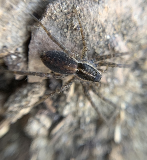 Pardosa palustris