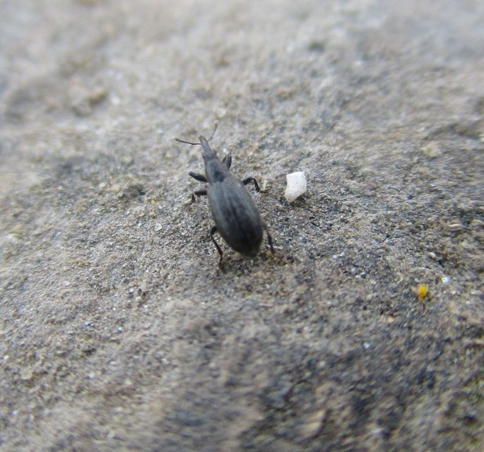Stenopterapion
