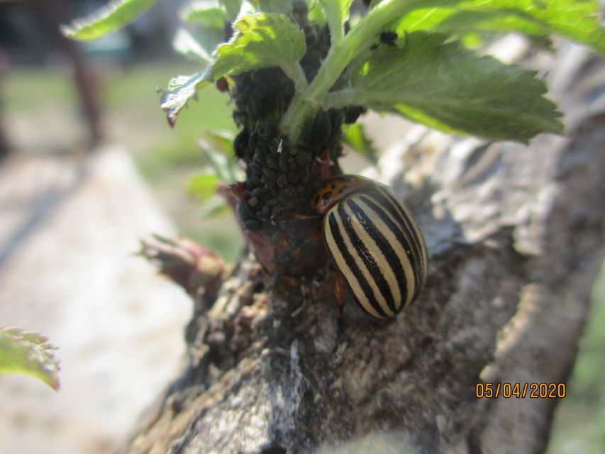 Leptinotarsa decemlineata - burgonyabogár