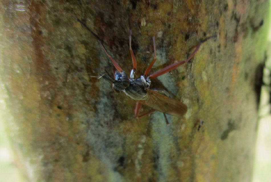 Sciomyzidae - szarvaslégyfélék