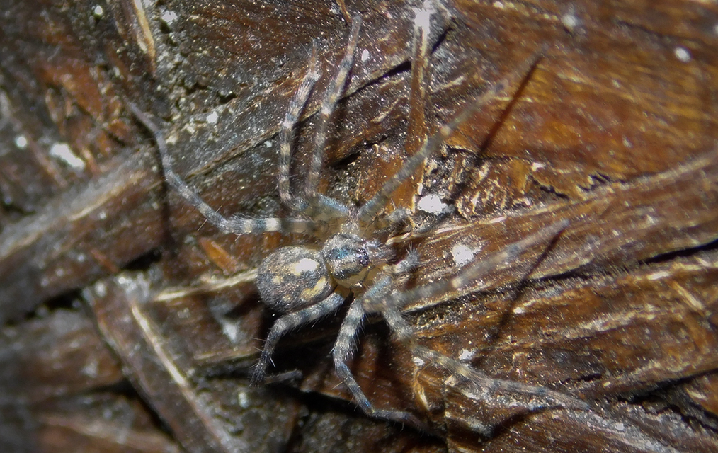 Tegenaria