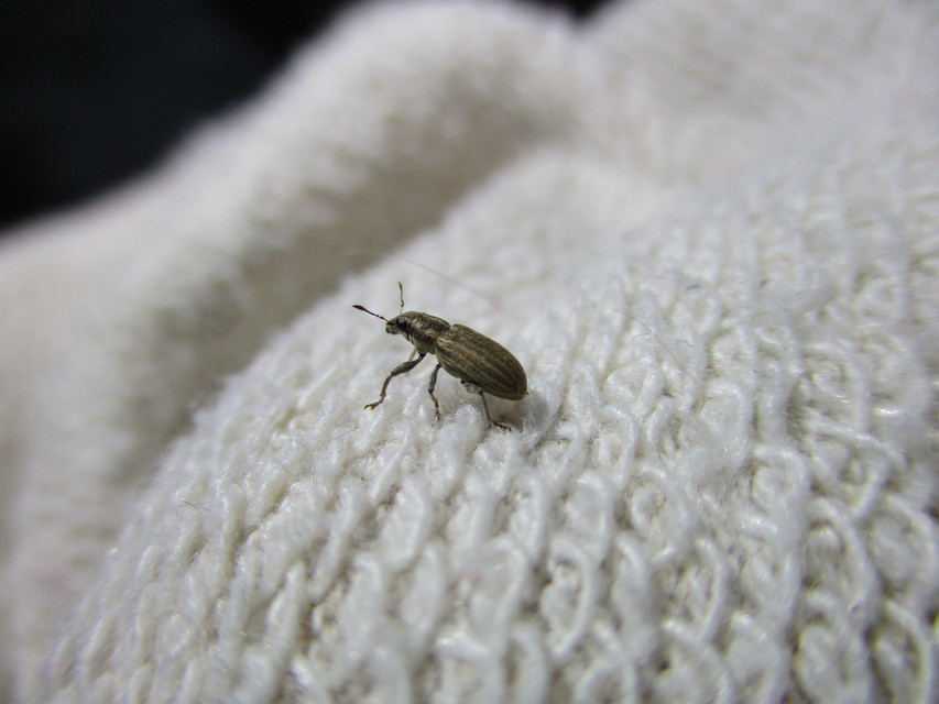 Sitona lineatus - sávos csipkézőbogár