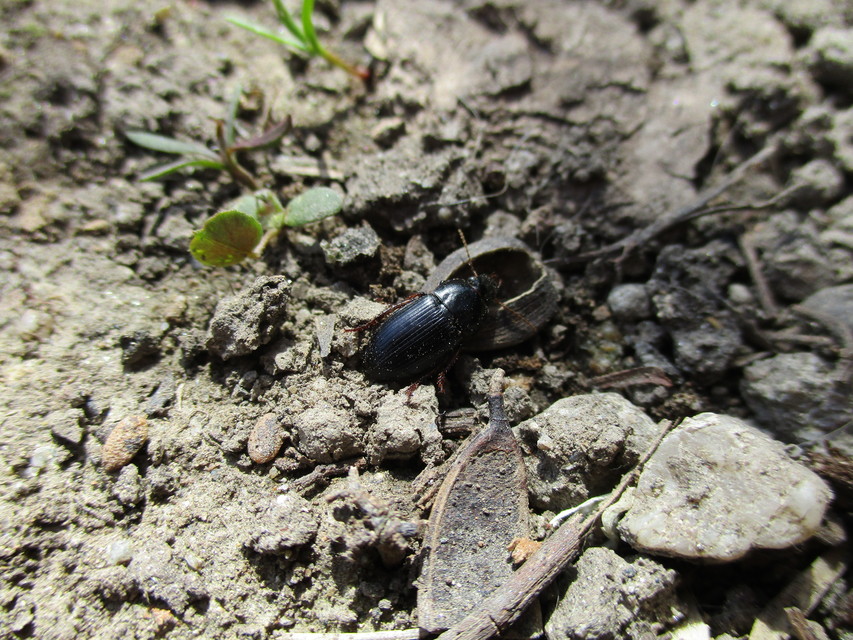 Harpalus flavicornis - sárgacsápú lomhafutó