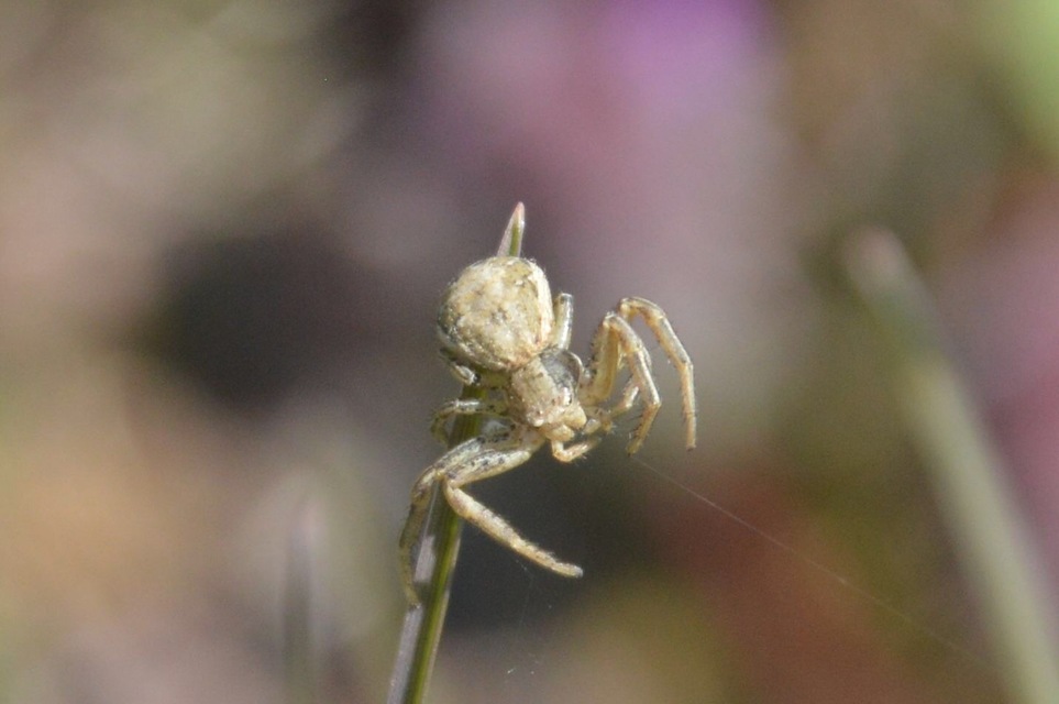 Spiracme striatipes - csíkoslábú karolópók