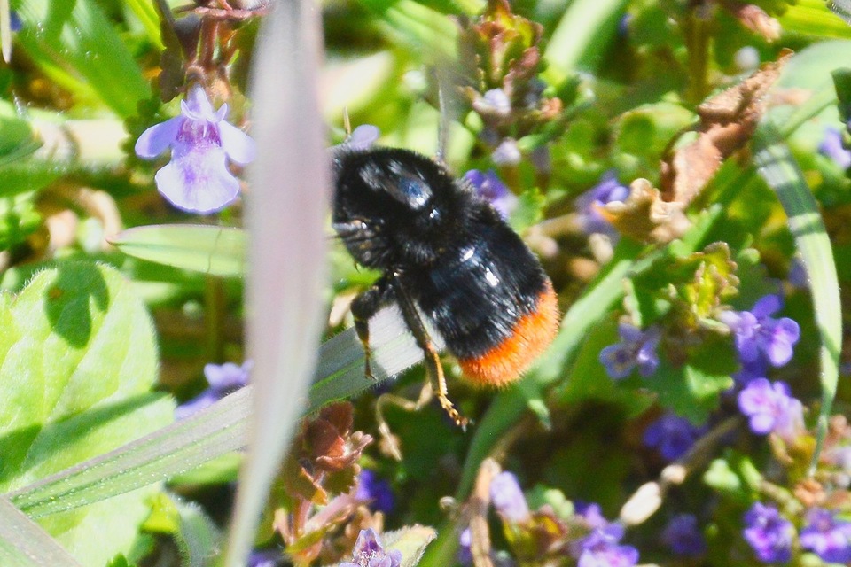 Bombus lapidarius - kövi poszméh