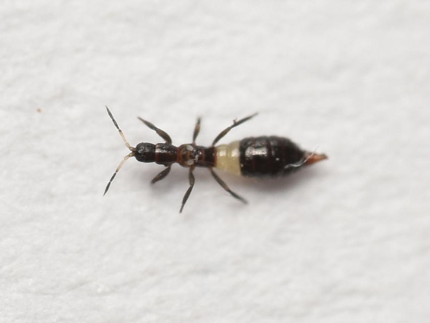 Thysanoptera - Tripszek